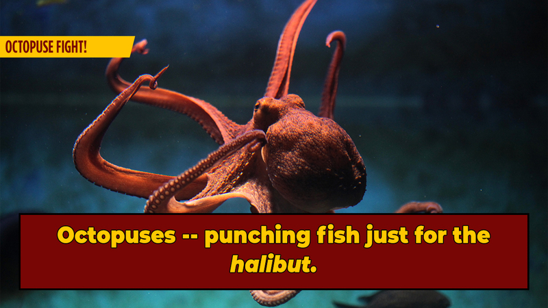 Octopuses Punch Fish Out of Spite, Research Shows