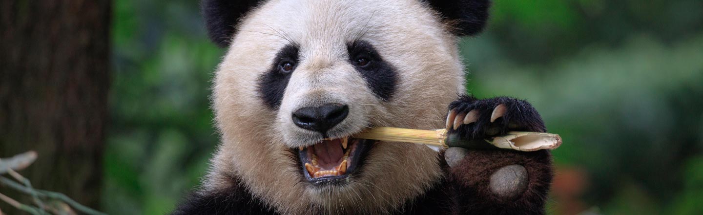 5 Animals Who Prove Mother Nature Is Mega-Drunk