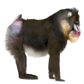 5 People Who Get Paid to Speak In Public (But Shouldn't)