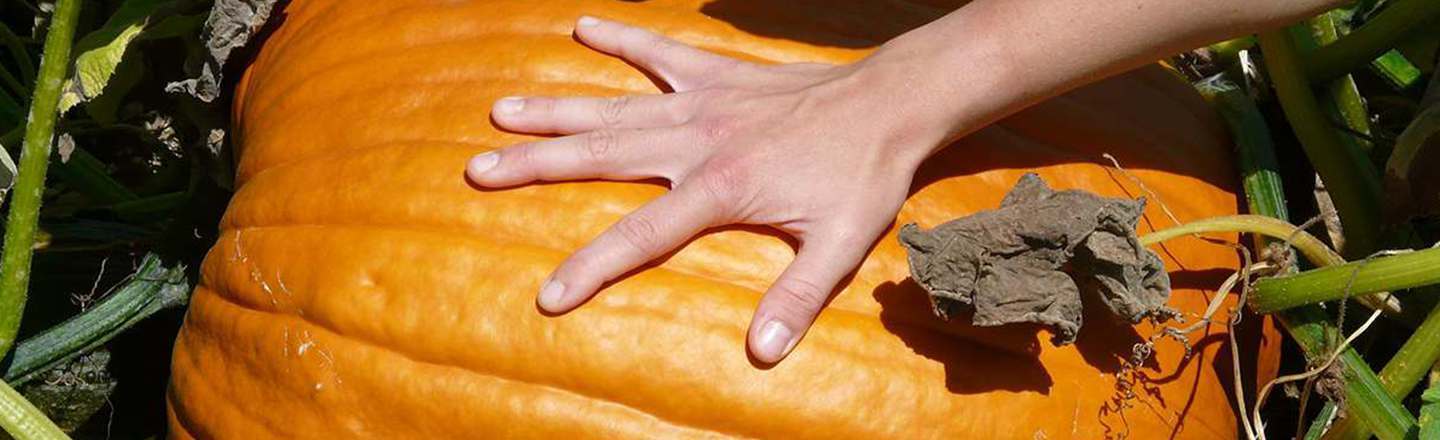 15 Apologies Concerning The Pumpkin I Stole From You
