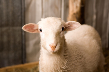 5 Medical Procedures Worthy of Frankenstein