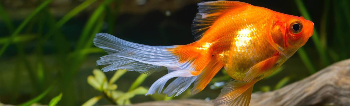5 Pets That Don't Give A Crap That You're A Hot Mess