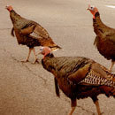 Cracked Round-Up: Bar Dares Edition