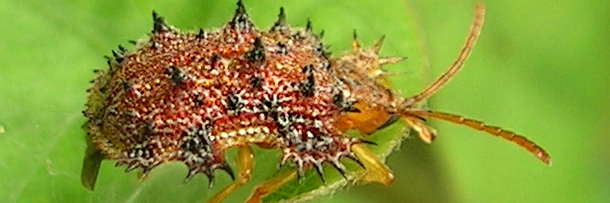 Militer Insect 6 Amazingly Complex Military Strategies Used by Bugs | Cracked.com