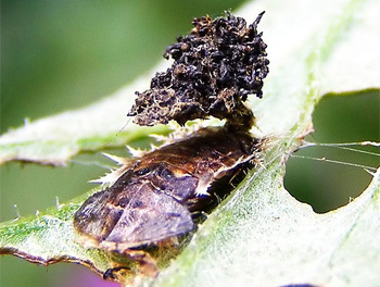 Militer Insect 6 Amazingly Complex Military Strategies Used by Bugs | Cracked.com