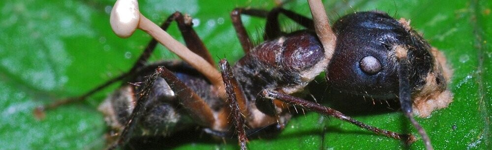 The Horror Show That Are Fungus Ant Zombies
