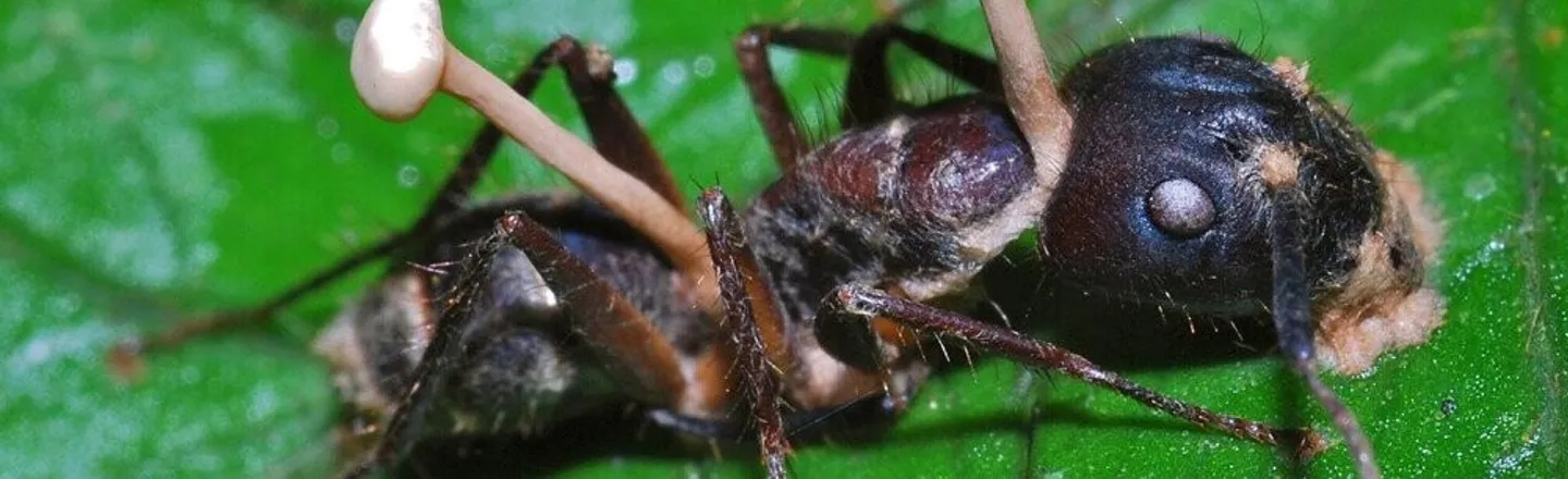 The Horror Show That Are Fungus Ant Zombies