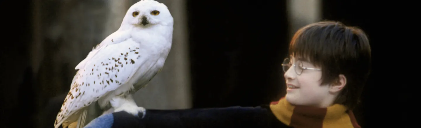 'Harry Potter' Has Been a Nightmare For Real-Life Owls