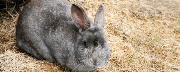 The 6 Creepiest Services For Mourning a Dead Pet