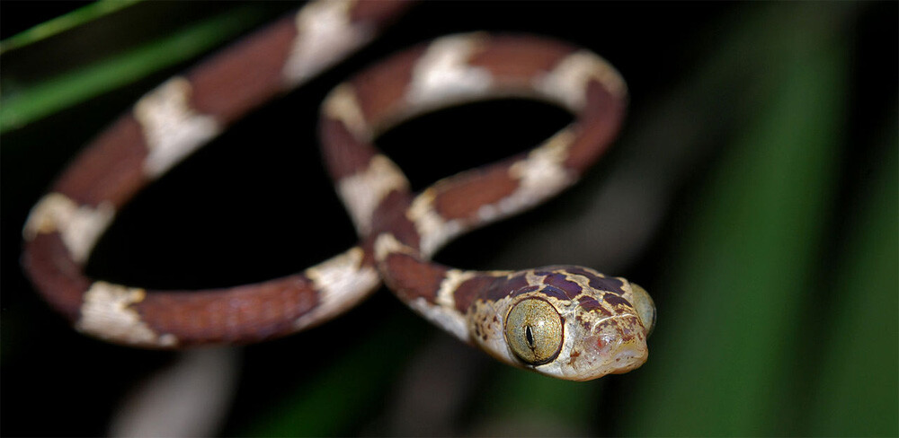 Colubridae: Imantodes cenchoa Yarina Lodge, Ecuadorian Amazon 