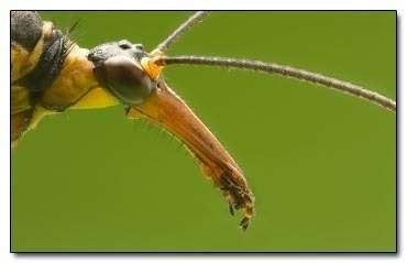 Funny Insect Mating Rituals The 7 Sleaziest Mating Rituals in the Animal Kingdom | Cracked.com