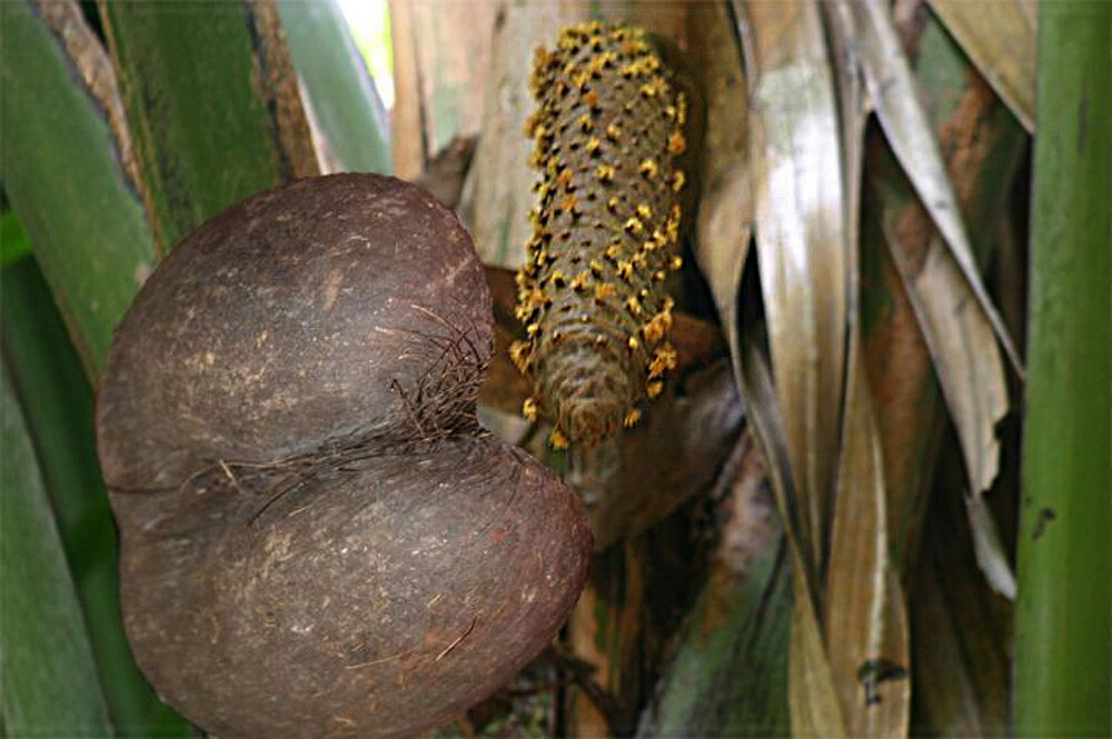 Photo collage showing the female coco de mer fruit with no husk as well as the male coco de mer catkin