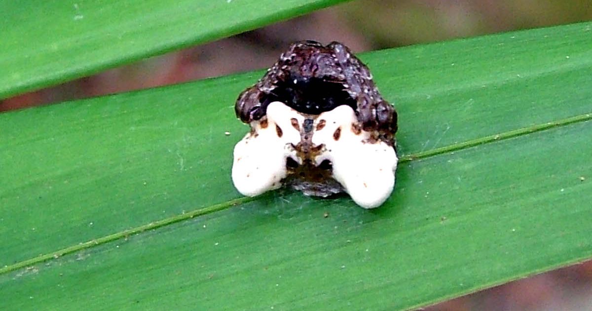 Паук-какашка: Превратил своё тело в птичий помёт, чтобы его не ели (фото и факты