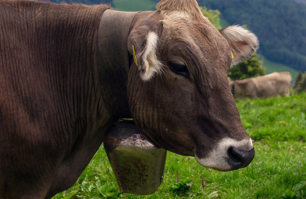 Swiss mountain cow with cowbell