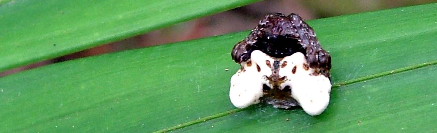 Meet The Spider That Survives By Literally Looking Like Crap