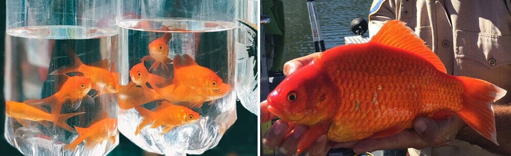 Dumping Pets In Ponds Is Creating Schools Of Mega-Predators