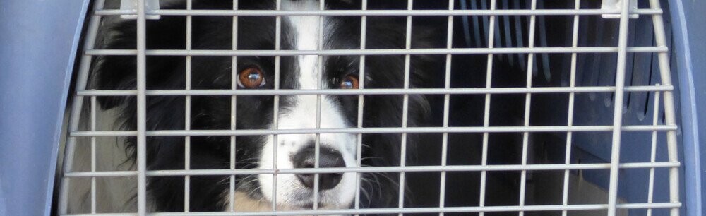 A Woman Sneaked Her Boyfriend Out Of Prison In A Dog Crate