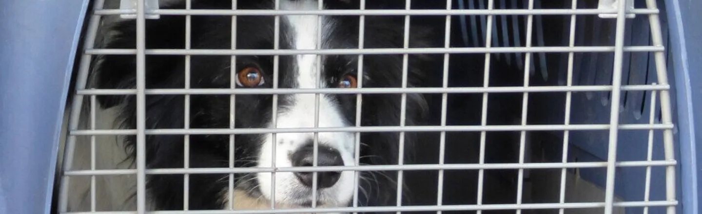 How a Woman Running a Rescue Dog Program Sneaked Her Boyfriend Out Of Prison In A Dog Crate