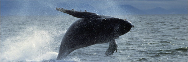 5 Advanced Technologies Nature Does Better Than Scientists