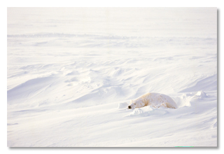 5 Advanced Technologies Nature Does Better Than Scientists