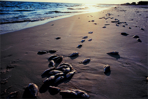 5 Laws That Made Sense on Paper (And Disasters in Reality)