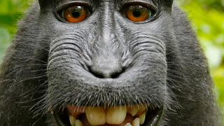 Monkey Steals Guy's Phone, Immediately Takes A Bunch Of Selfies