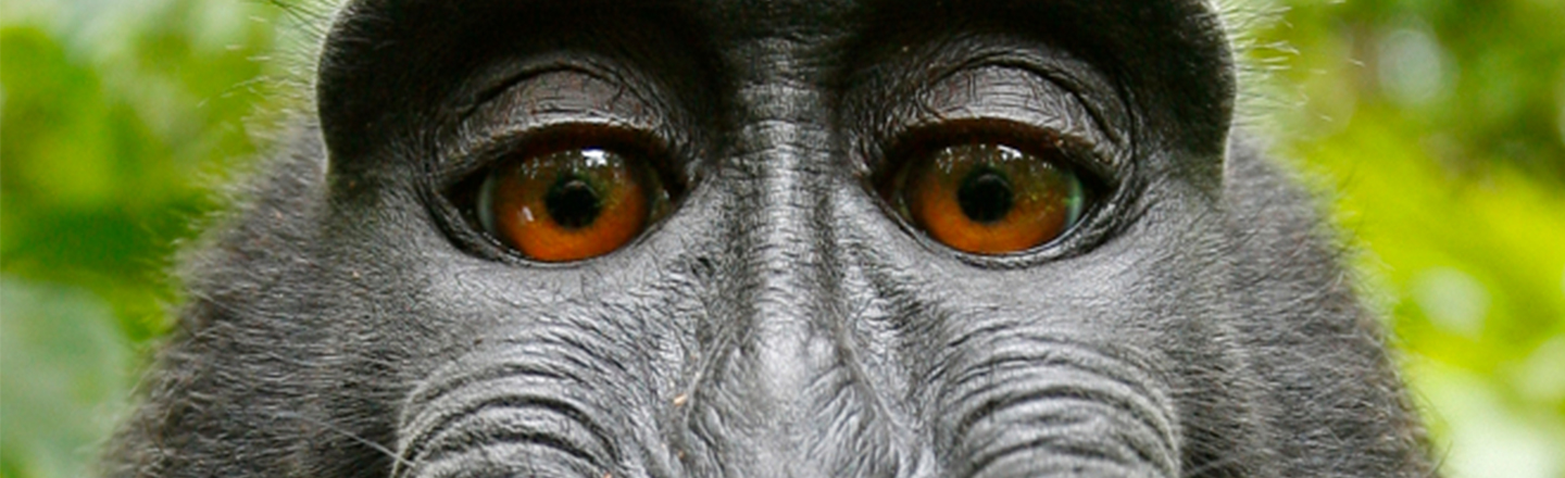 Monkey Steals Guy's Phone, Immediately Takes A Bunch Of Selfies