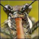 Cracked Round-Up: A Message to New Graduates