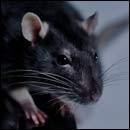 5 Reasons Rats Are Way Scarier Than You Think