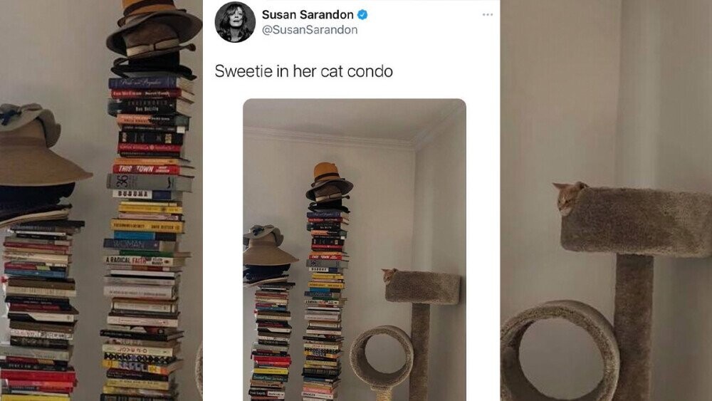 Susan Sarandon Posts Cat Photo, Unwittingly Sparks Heated Discourse on Bookshelves
