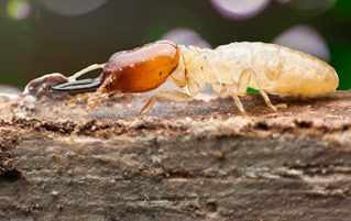 4 Reasons A Termite Infestation Is Absolutely Terrifying