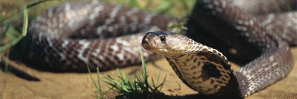 5 Laws That Made Sense on Paper (And Disasters in Reality)