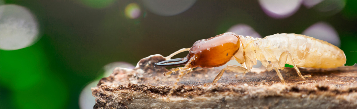 4 Reasons A Termite Infestation Is Absolutely Terrifying