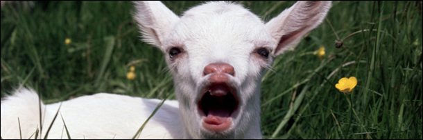 The 5 Most Depraved Sex Scenes Implied by 'Harry Potter'