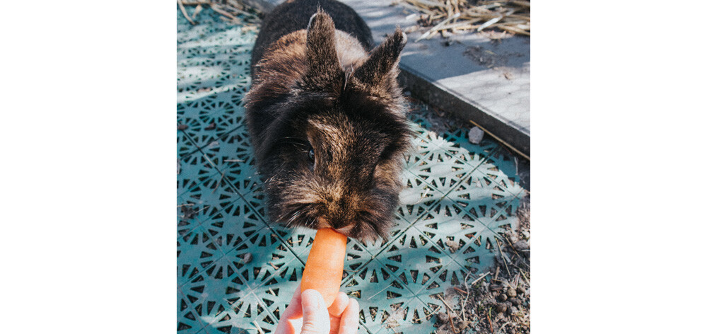 5 Medical Procedures From 30 Years Ago (That Now Seem Barbaric) - a rabbit eating a carrot