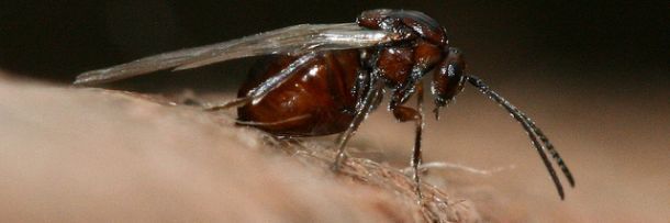 5 Disturbing Ways Insects Can 'Hack' Nature | Cracked.com