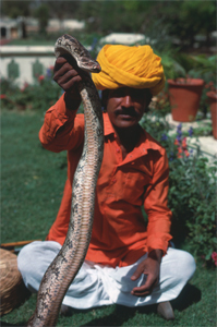 5 Laws That Made Sense on Paper (And Disasters in Reality)