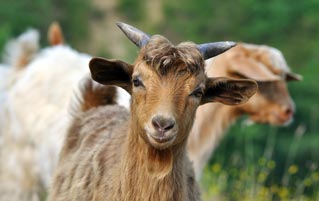 Want The Best Job Of The 21st Century? Learn To Herd Goats