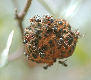 5 Disturbing Ways Insects Can 'Hack' Nature | Cracked.com