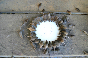 5 Laws That Made Sense on Paper (And Disasters in Reality)