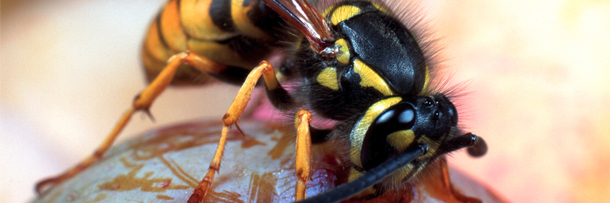 5 Disturbing Ways Insects Can 'Hack' Nature | Cracked.com