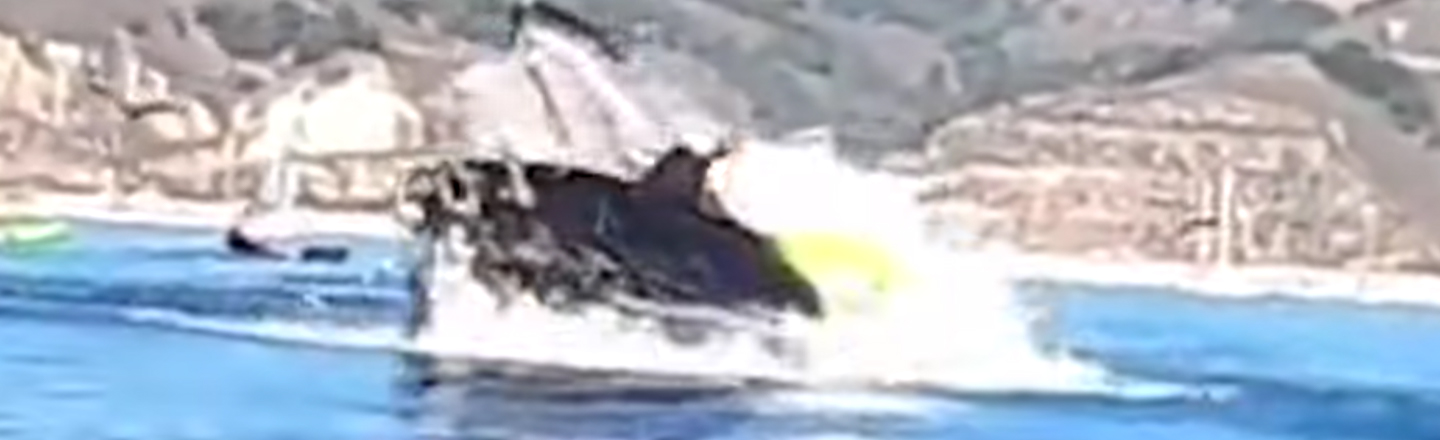 Kayakers Englufed by Humpback Whale, Live To Tell The Tale
