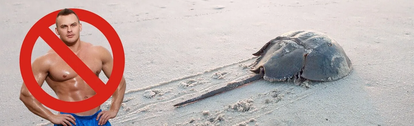 5 Reasons Horseshoe Crabs, Not Himbos, Are the True Kings of the Beach