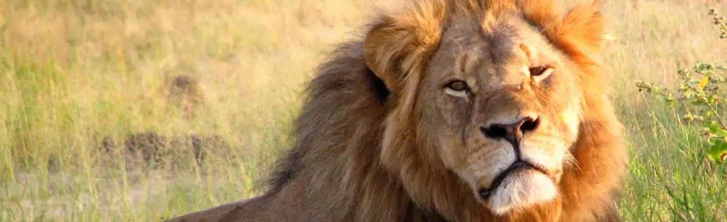 Cecil The Lion Made You A Moron: 5 Stages Of Facebook Rage
