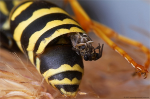 5 Disturbing Ways Insects Can 'Hack' Nature | Cracked.com