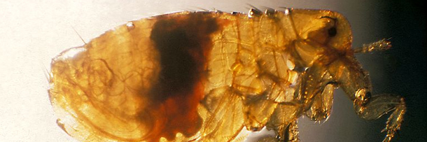 5 Insane Ways Animals Changed the Course of Humanity