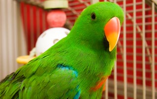 Cops Respond To Cries Of Help... That Came From A Parrot