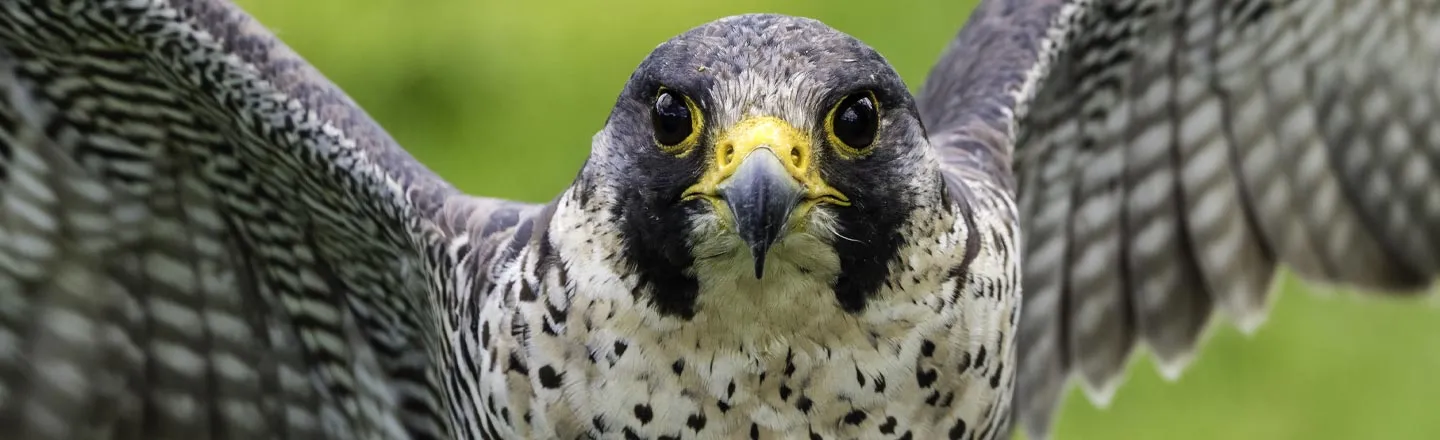 Boeing's 737 Debacle Now Extends To A Pair Of Nesting Falcons