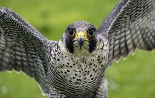 Boeing's 737 Debacle Now Extends To A Pair Of Nesting Falcons