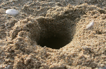 5 Insane Ways Animals Changed the Course of Humanity